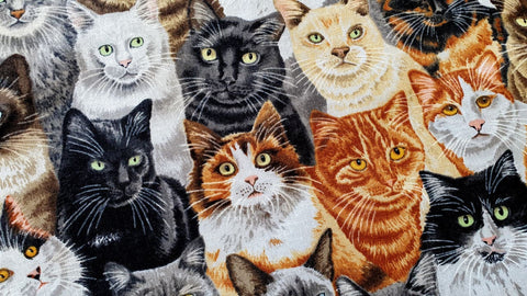 Cats - Fat Quarter