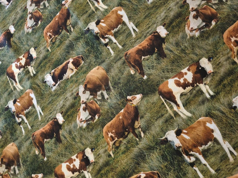 Cows - Fat Quarter