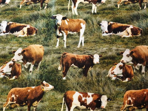 Cows - Fat Quarter