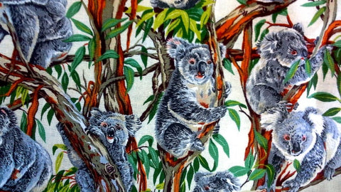 Koalas White