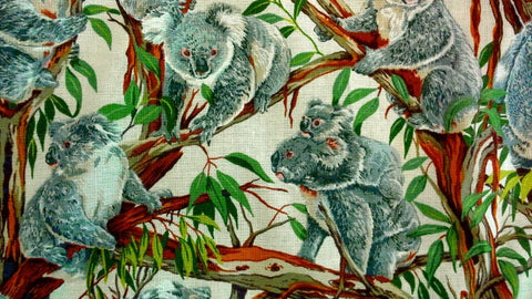 Koalas White